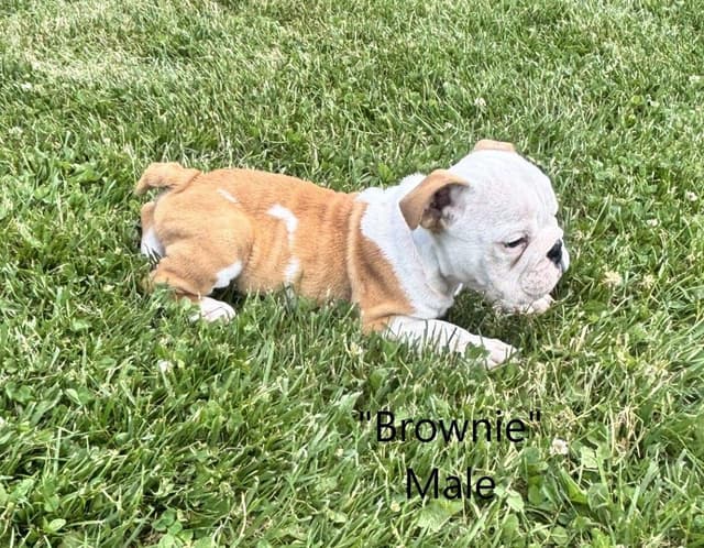 English Bulldog Puppies media 5