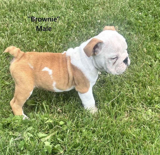 English Bulldog Puppies media 6