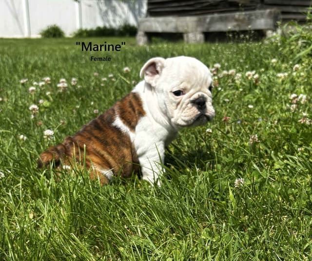 English Bulldog Puppies media 7