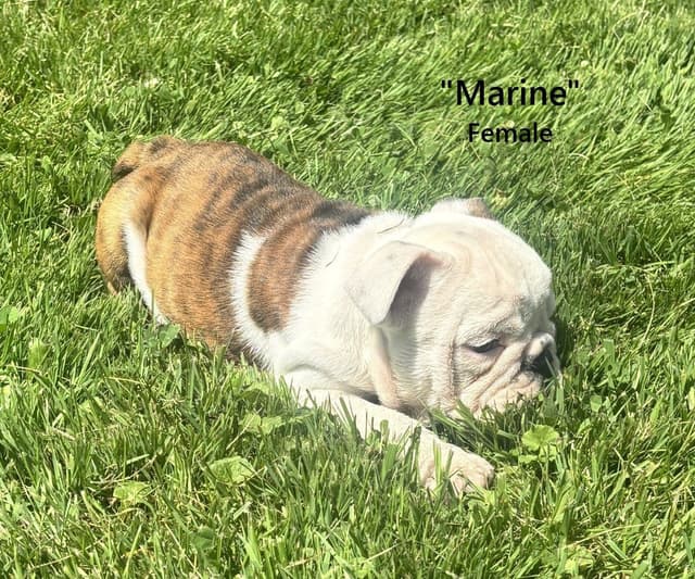 English Bulldog Puppies media 8