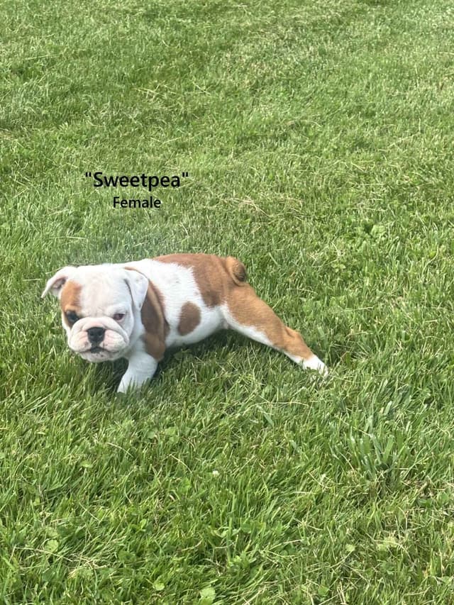 English Bulldog Puppies media 9