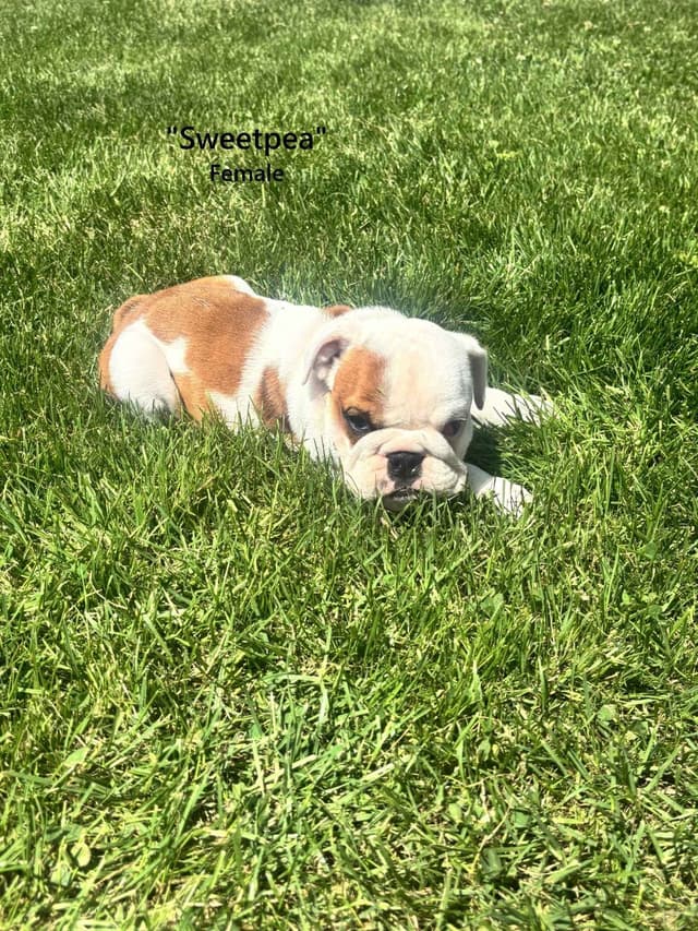 English Bulldog Puppies media 10