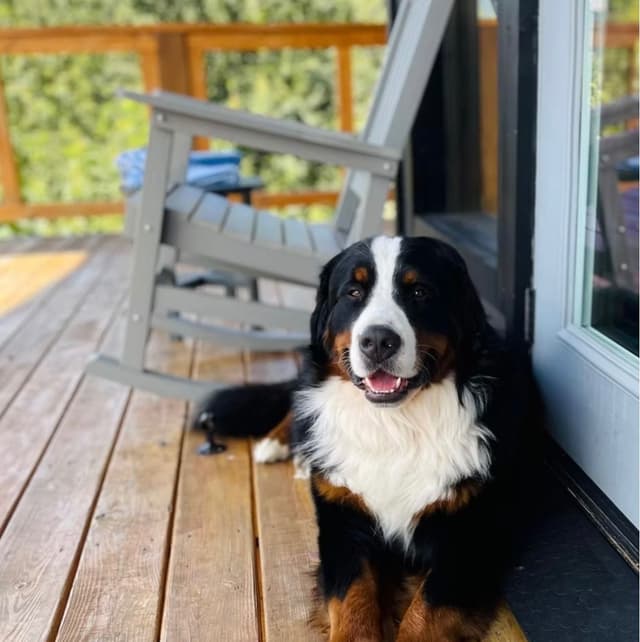 Bernese Mountain Dog Puppies media 2