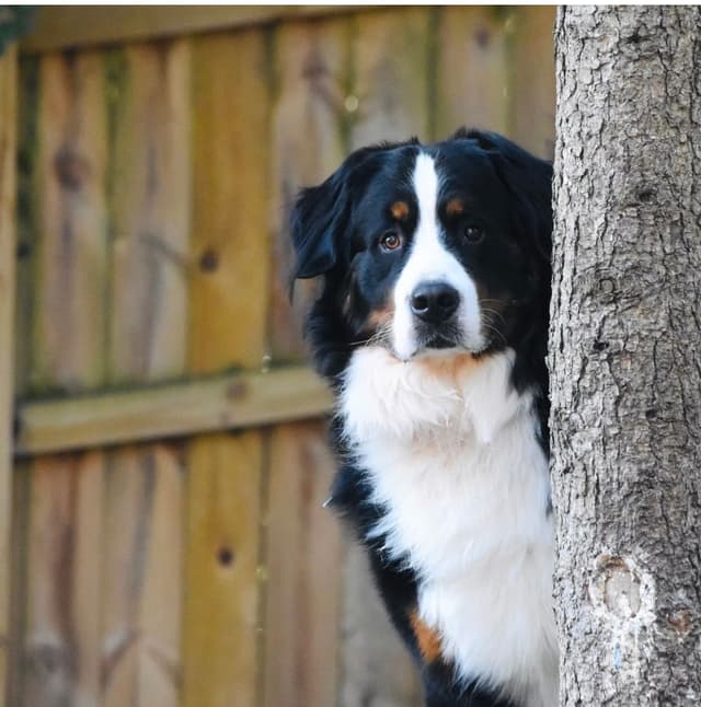 Bernese Mountain Dog Puppies media 3