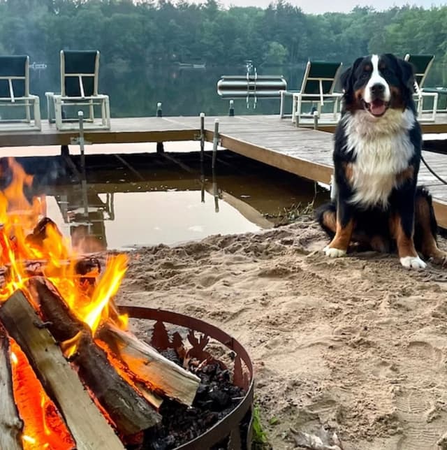 Bernese Mountain Dog Puppies media 4