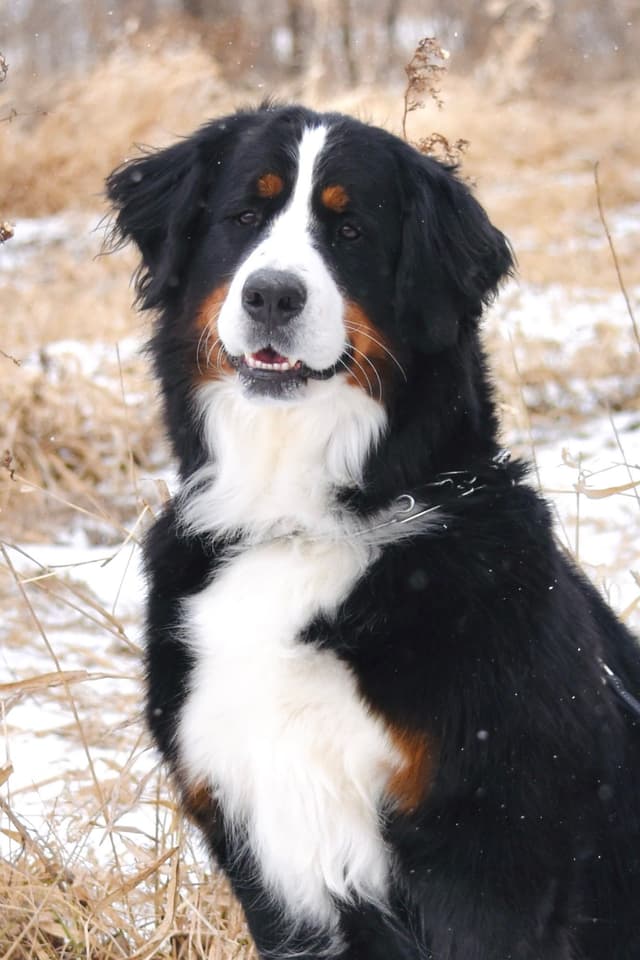 Bernese Mountain Dog Puppies media 5