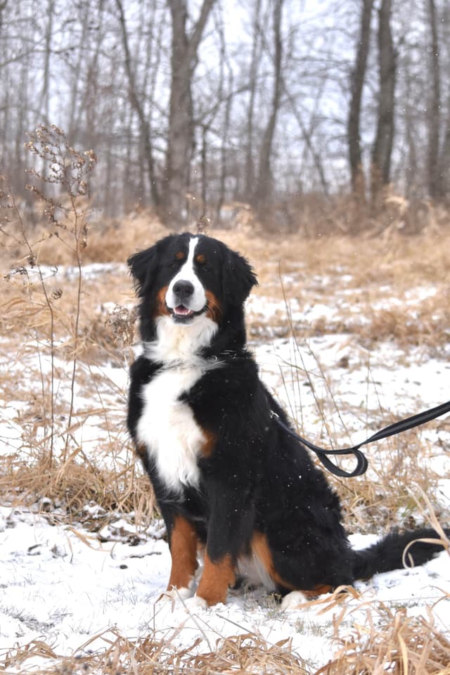 Bernese Mountain Dog Puppies media 6