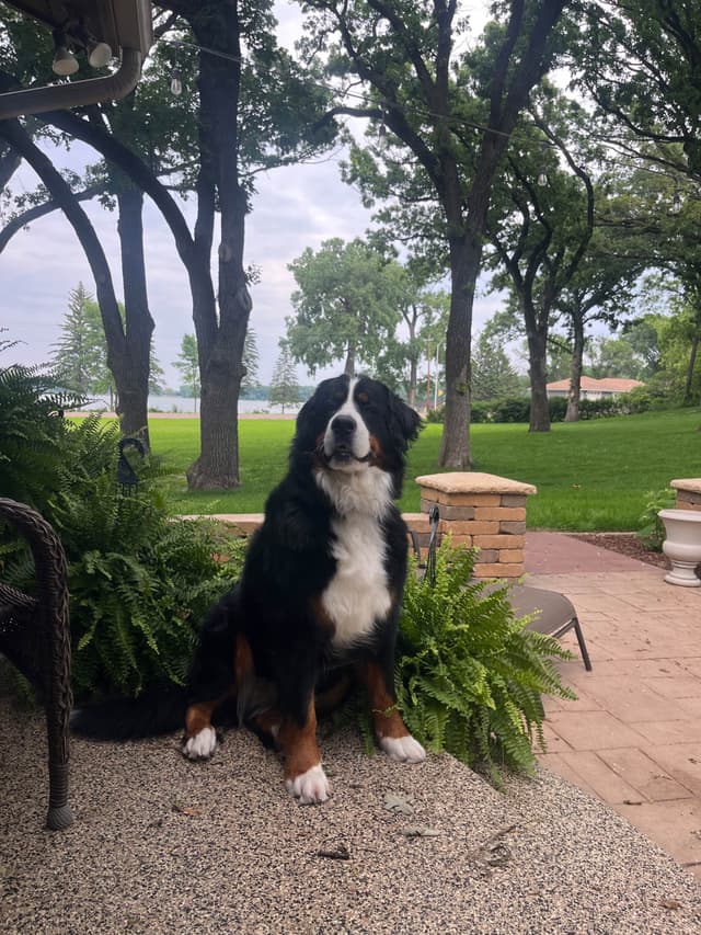 Bernese Mountain Dog Puppies media 8