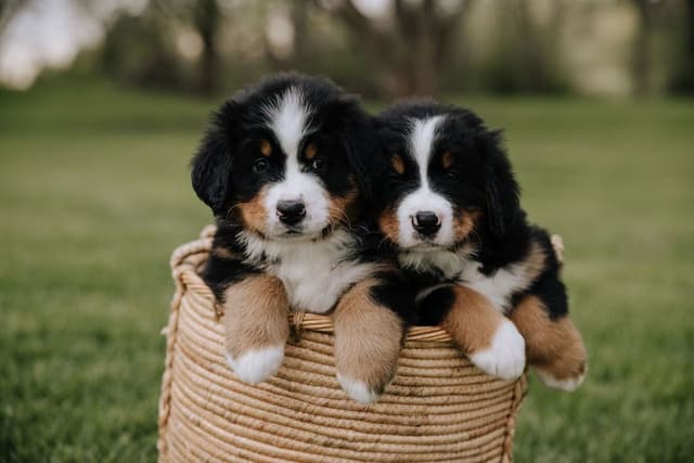 Bernese Mountain Dog Puppies media 9