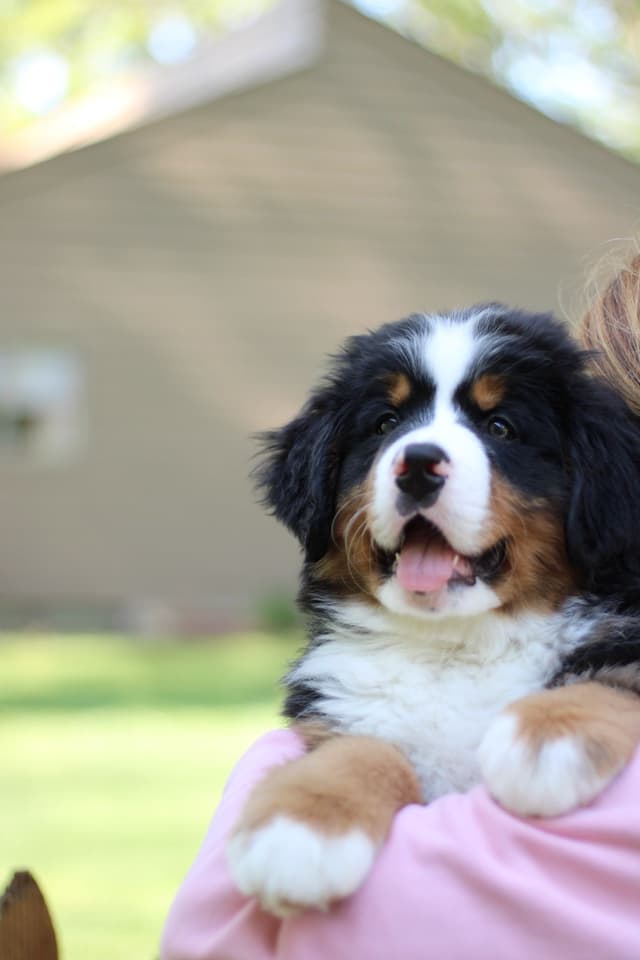 Bernese Mountain Dog Puppies media 10