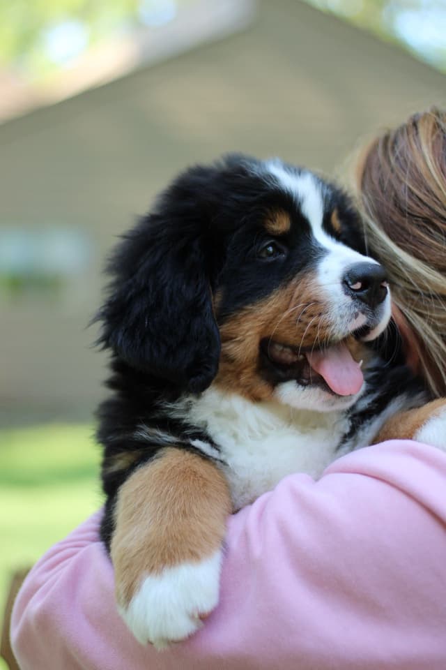 Bernese Mountain Dog Puppies media 11