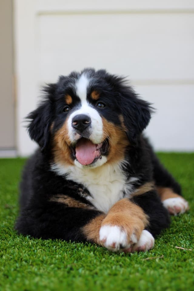 Bernese Mountain Dog Puppies media 12