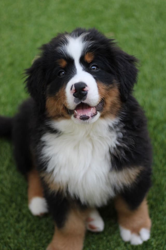Bernese Mountain Dog Puppies media 13