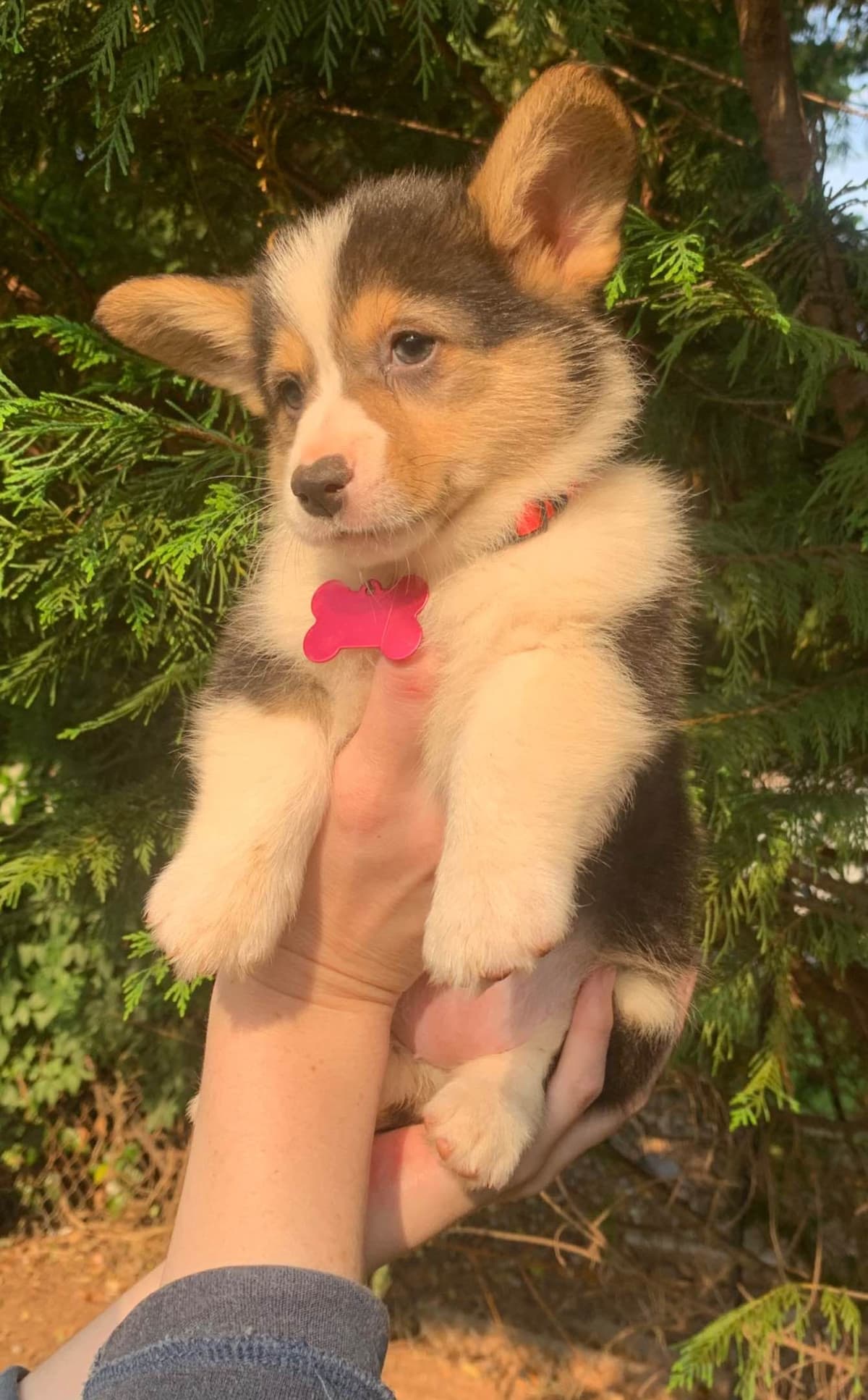 Pembroke Welsh Corgi Puppies breeder image 1