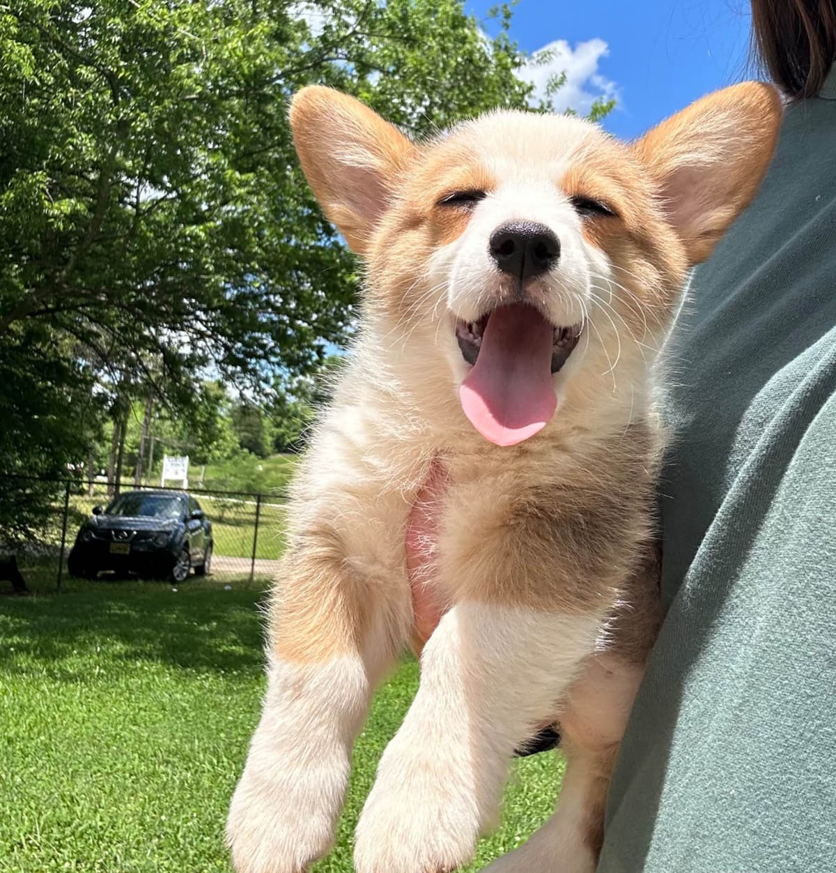 Pembroke Welsh Corgi Puppies breeder image 3