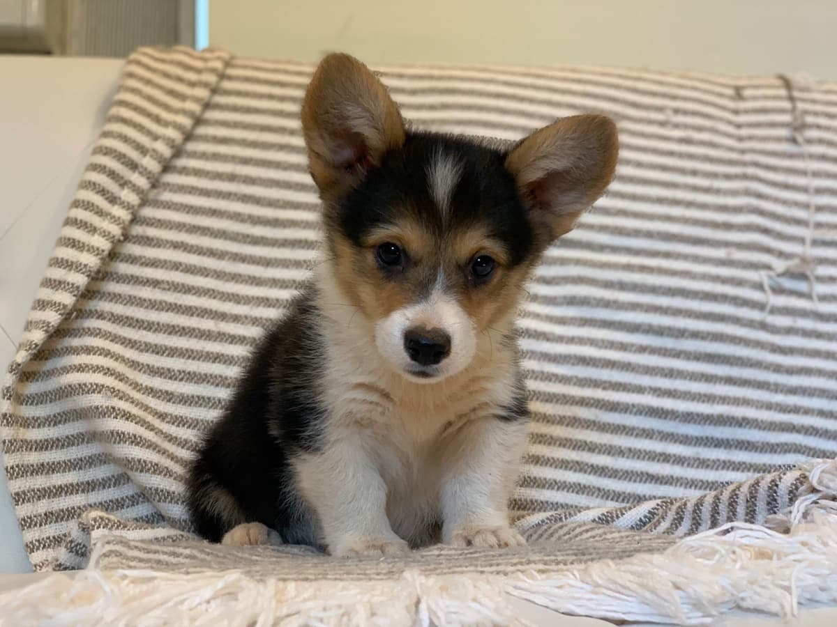 Pembroke Welsh Corgi Puppies breeder image 4