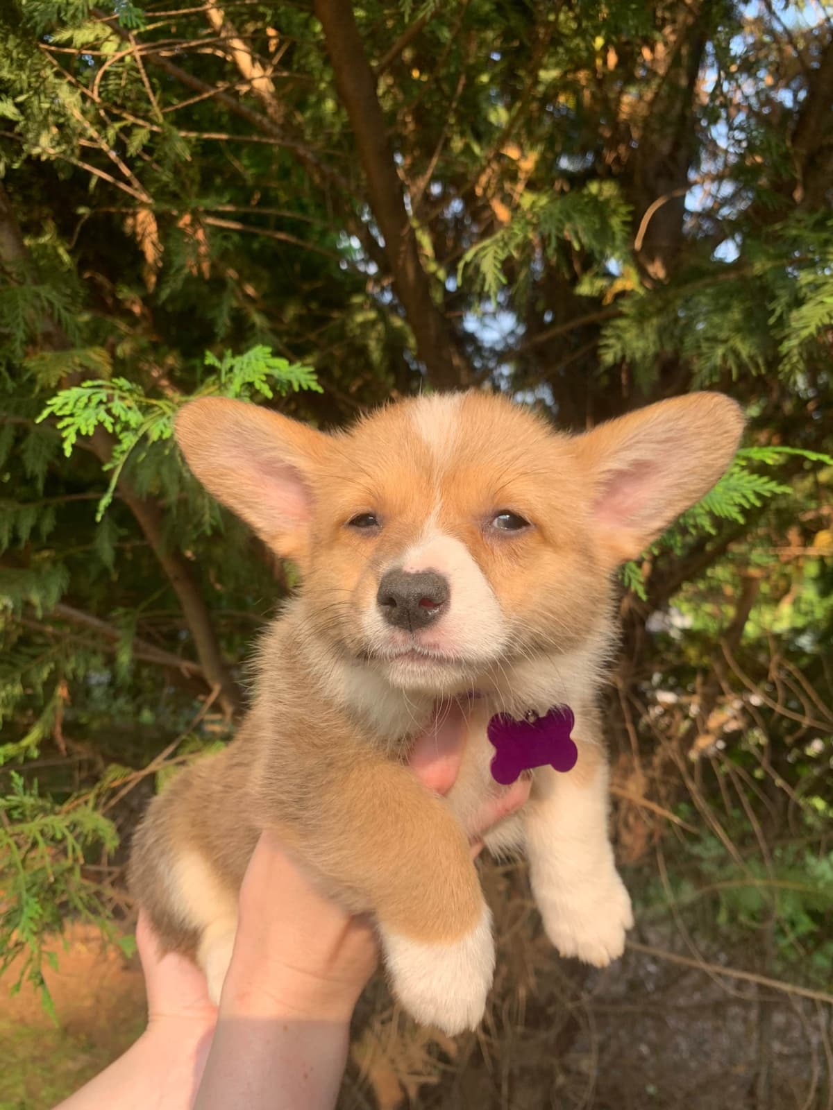 Pembroke Welsh Corgi Puppies breeder image 5