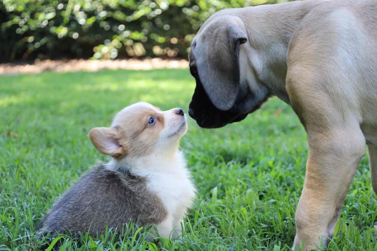 Pembroke Welsh Corgi Puppies breeder image 6
