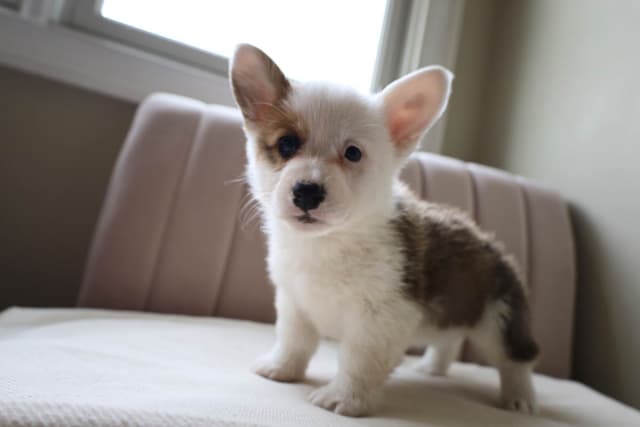 Pembroke Welsh Corgi Puppies media 2