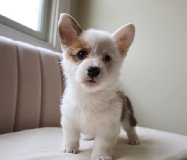 Pembroke Welsh Corgi Puppies media 3