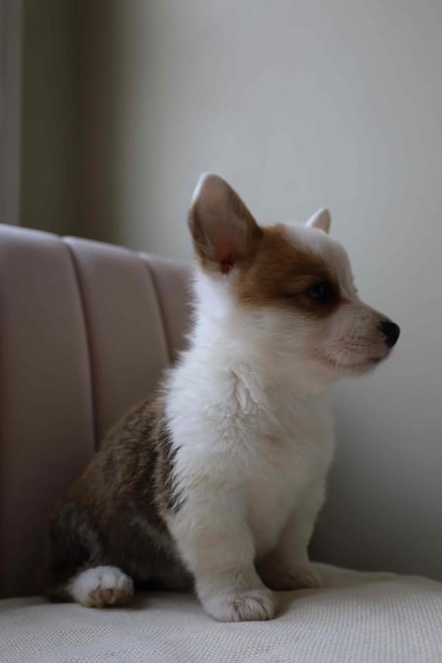 Pembroke Welsh Corgi Puppies media 5