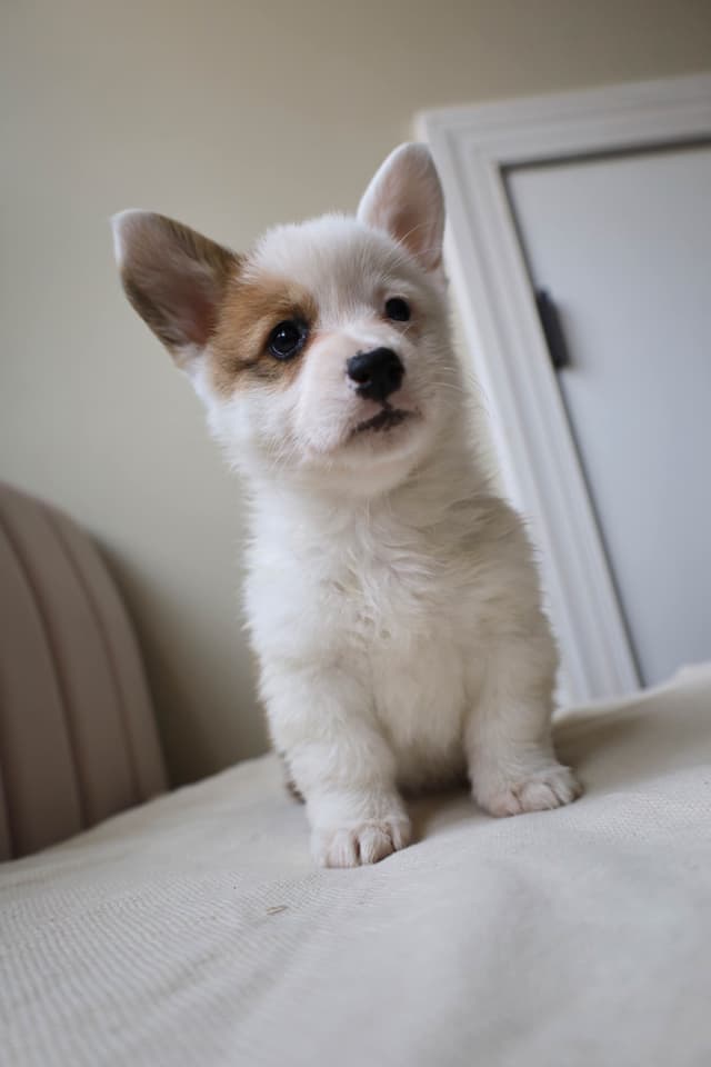 Pembroke Welsh Corgi Puppies media 6