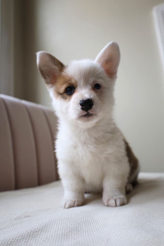 Pembroke Welsh Corgi Puppies media 7