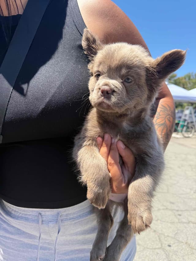 French Bulldog Puppies media 3
