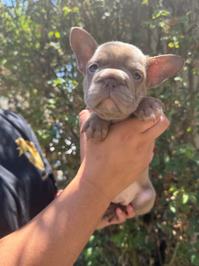 French Bulldog Puppies media 5