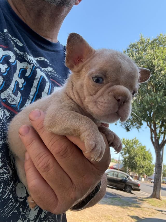 French Bulldog Puppies media 6