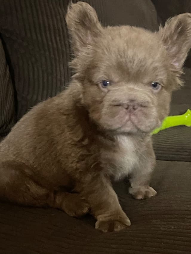 French Bulldog Puppies media 2