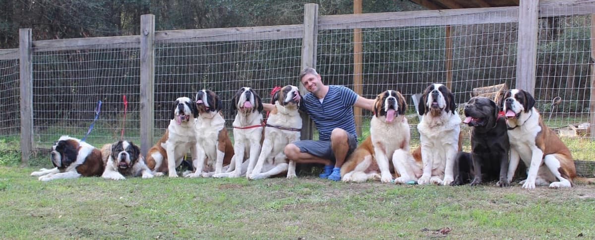 Saint Bernard Puppies breeder image 1