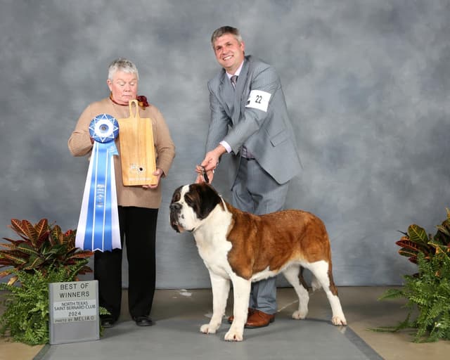 Saint Bernard Puppies media 15