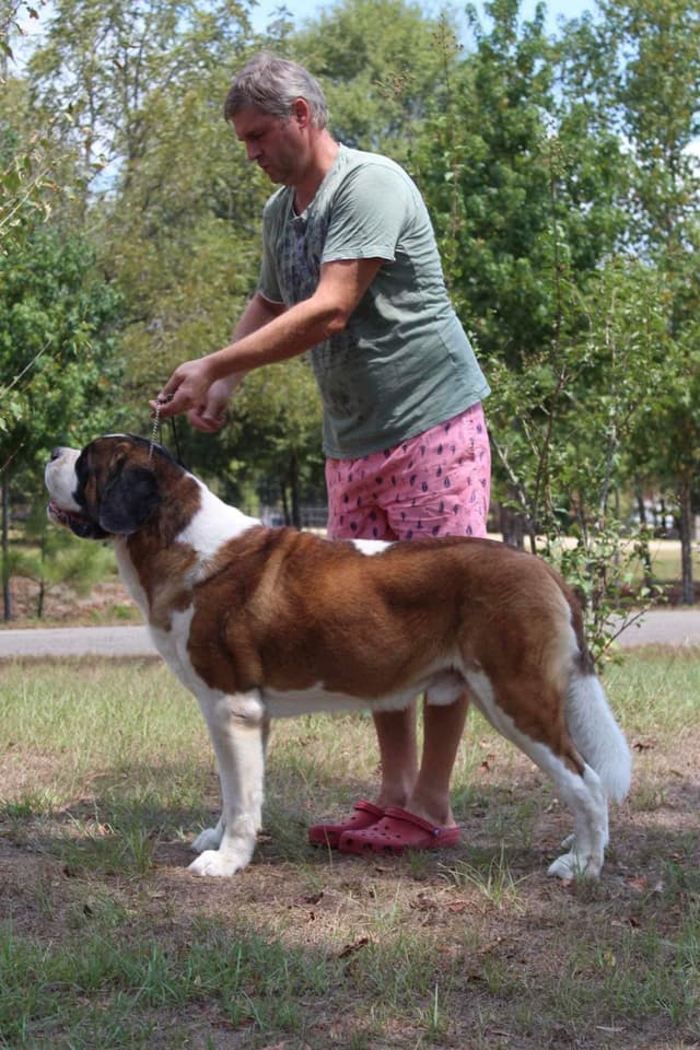 Saint Bernard Puppies media 13