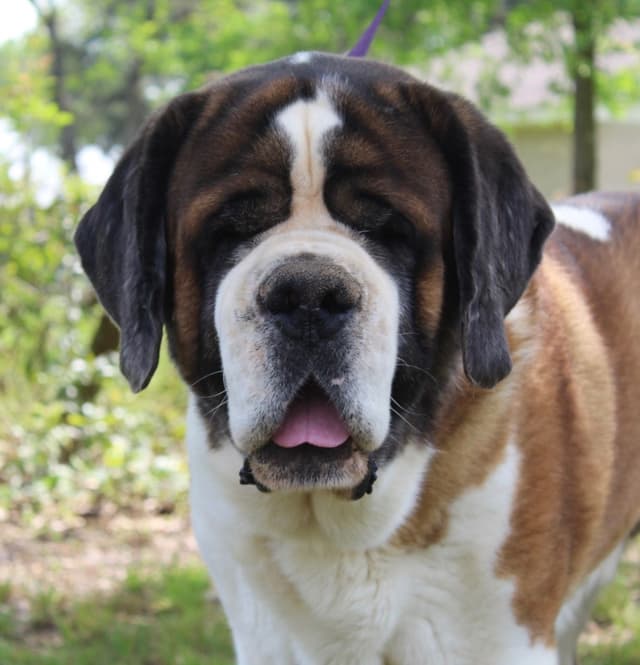 Saint Bernard Puppies media 12