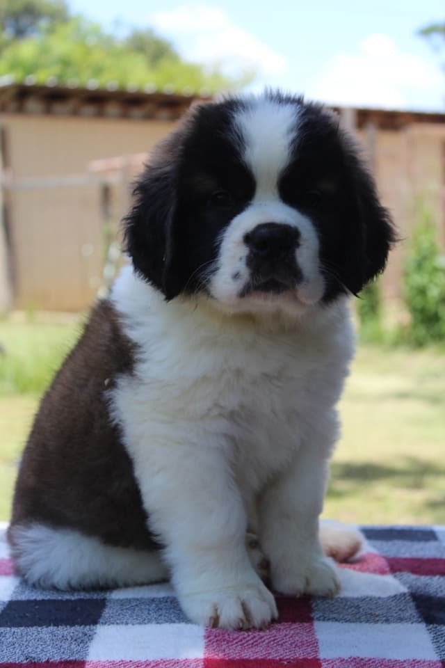 Saint Bernard Puppies media 2