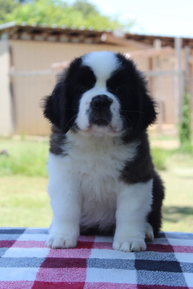 Saint Bernard Puppies media 4