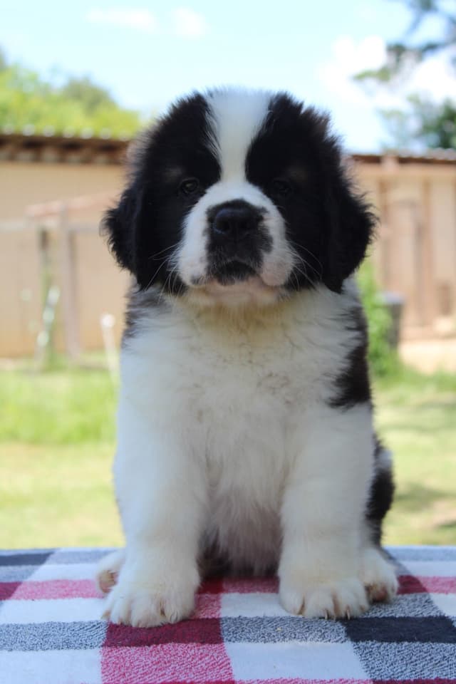 Saint Bernard Puppies media 8