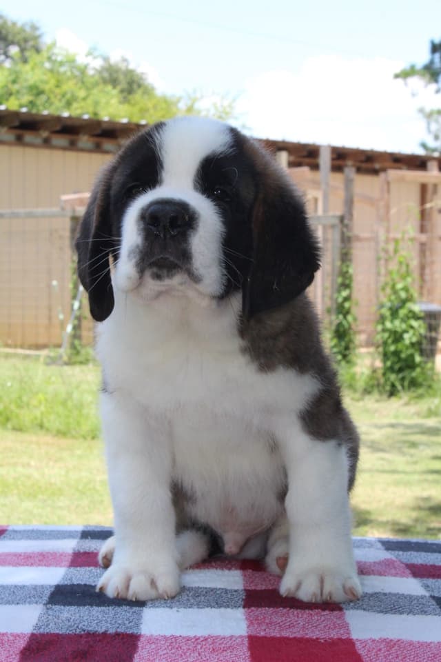 Saint Bernard Puppies media 5
