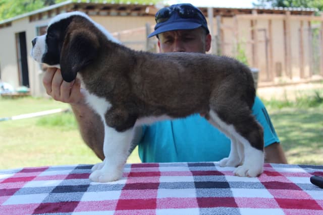 Saint Bernard Puppies media 6