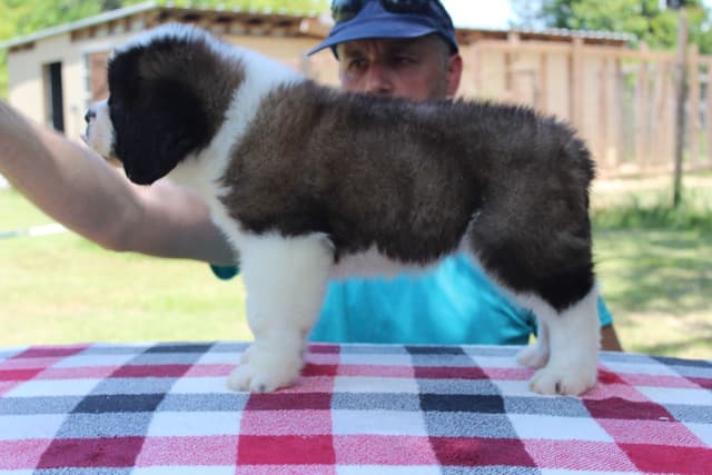 Saint Bernard Puppies media 9