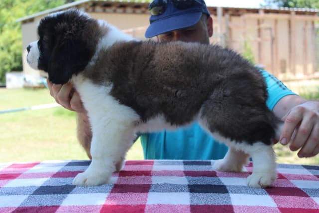 Saint Bernard Puppies media 3