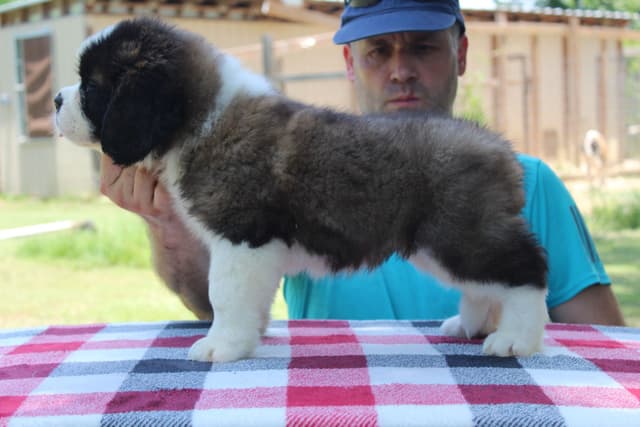 Saint Bernard Puppies media 11