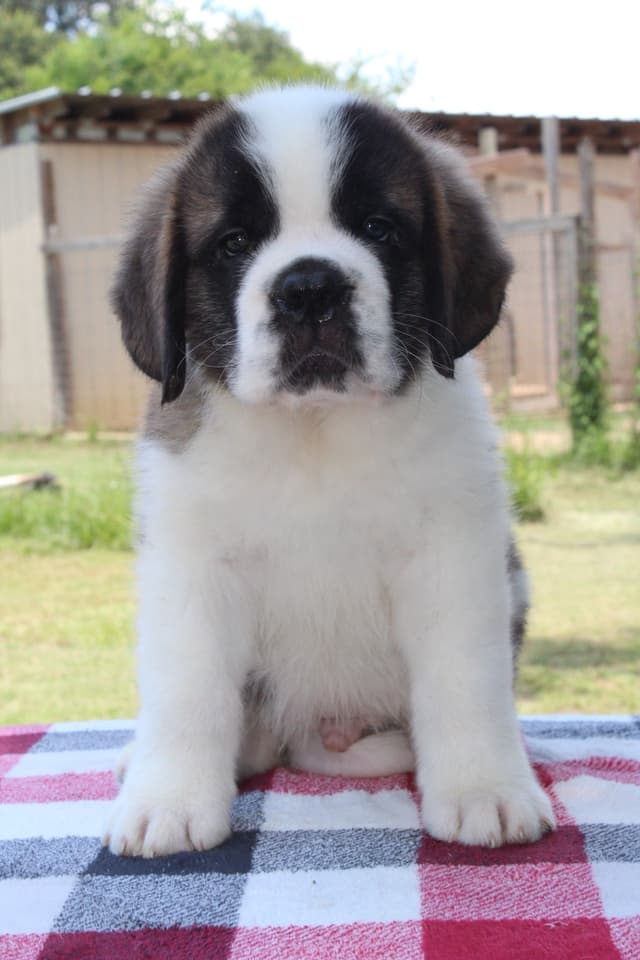 Saint Bernard Puppies media 10