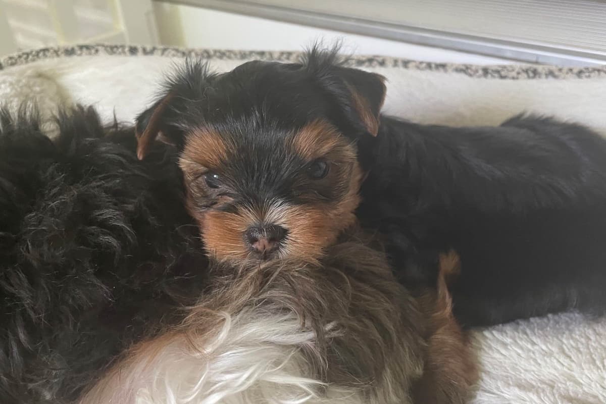 Yorkshire Terrier Male Parti Pup breeder image 3