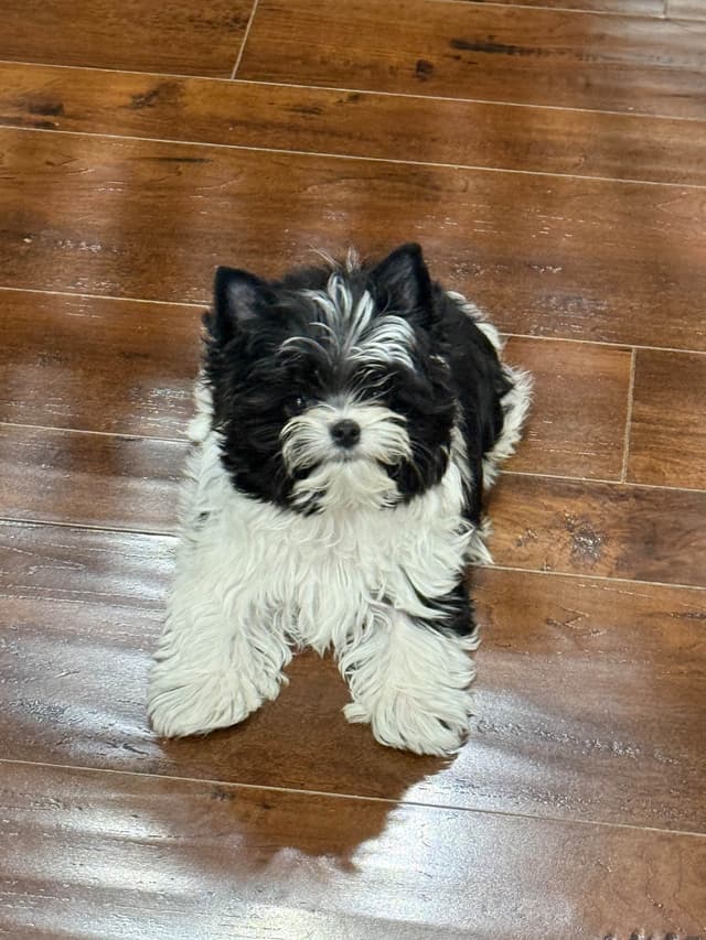 Yorkshire Terrier Male Parti Pup media 2