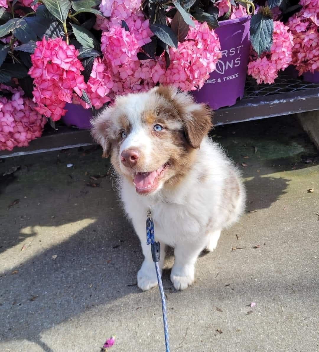 Australian Shepherd Puppies breeder image 4