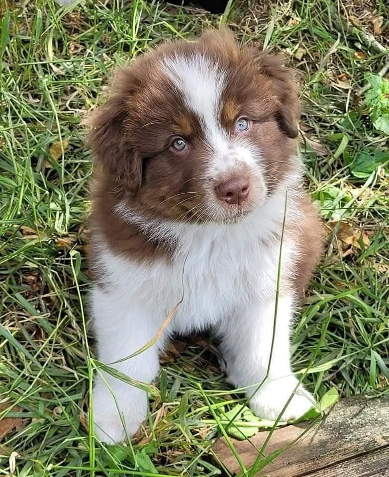 Australian Shepherd Puppies breeder image 6