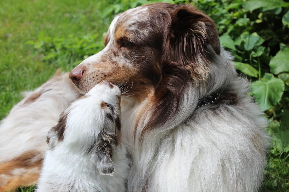Australian Shepherd Puppies breeder image 1