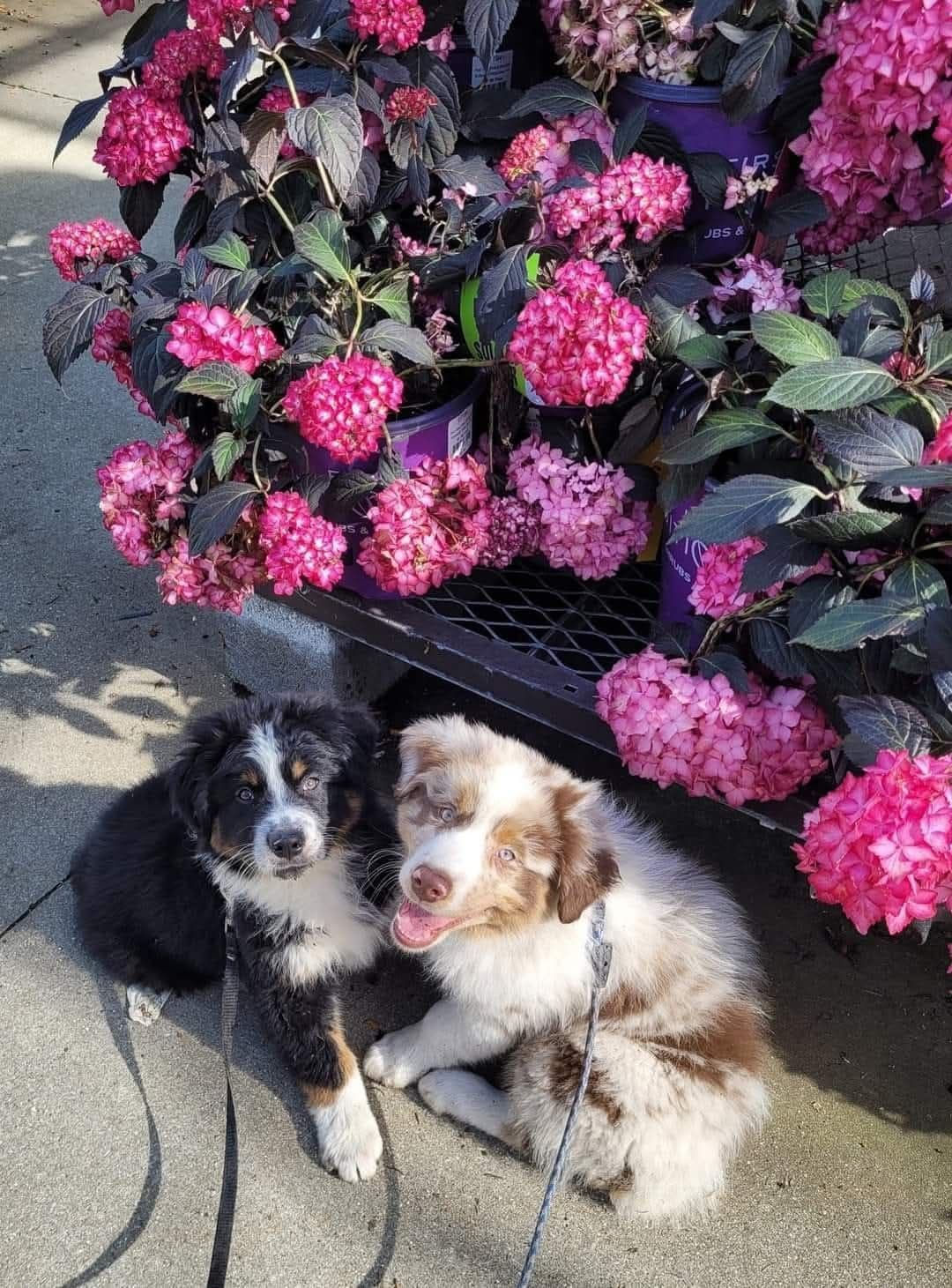 Australian Shepherd Puppies breeder image 5